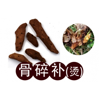 骨碎補（Gǔ Suì Bǔ）