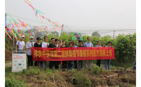 桑椹滿枝頭，采摘正當(dāng)時- 神農(nóng)中醫(yī)館鮮桑椹合作基地采摘紀(jì)實(shí)